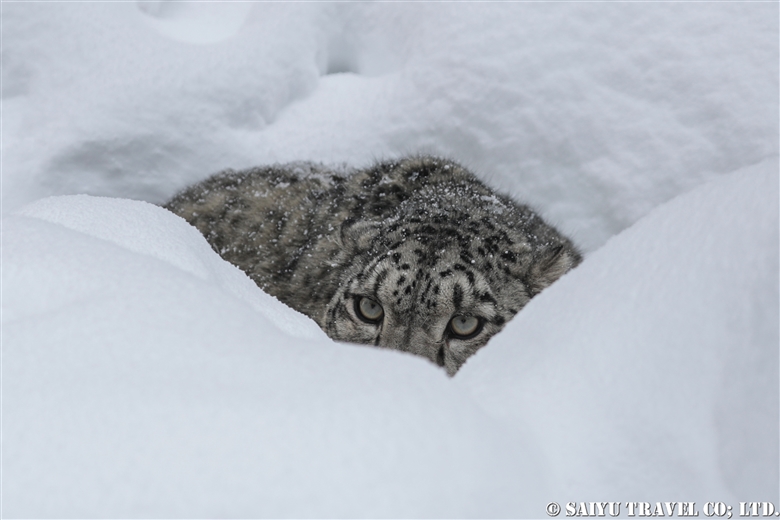 Lolly the Snow Leopard -2